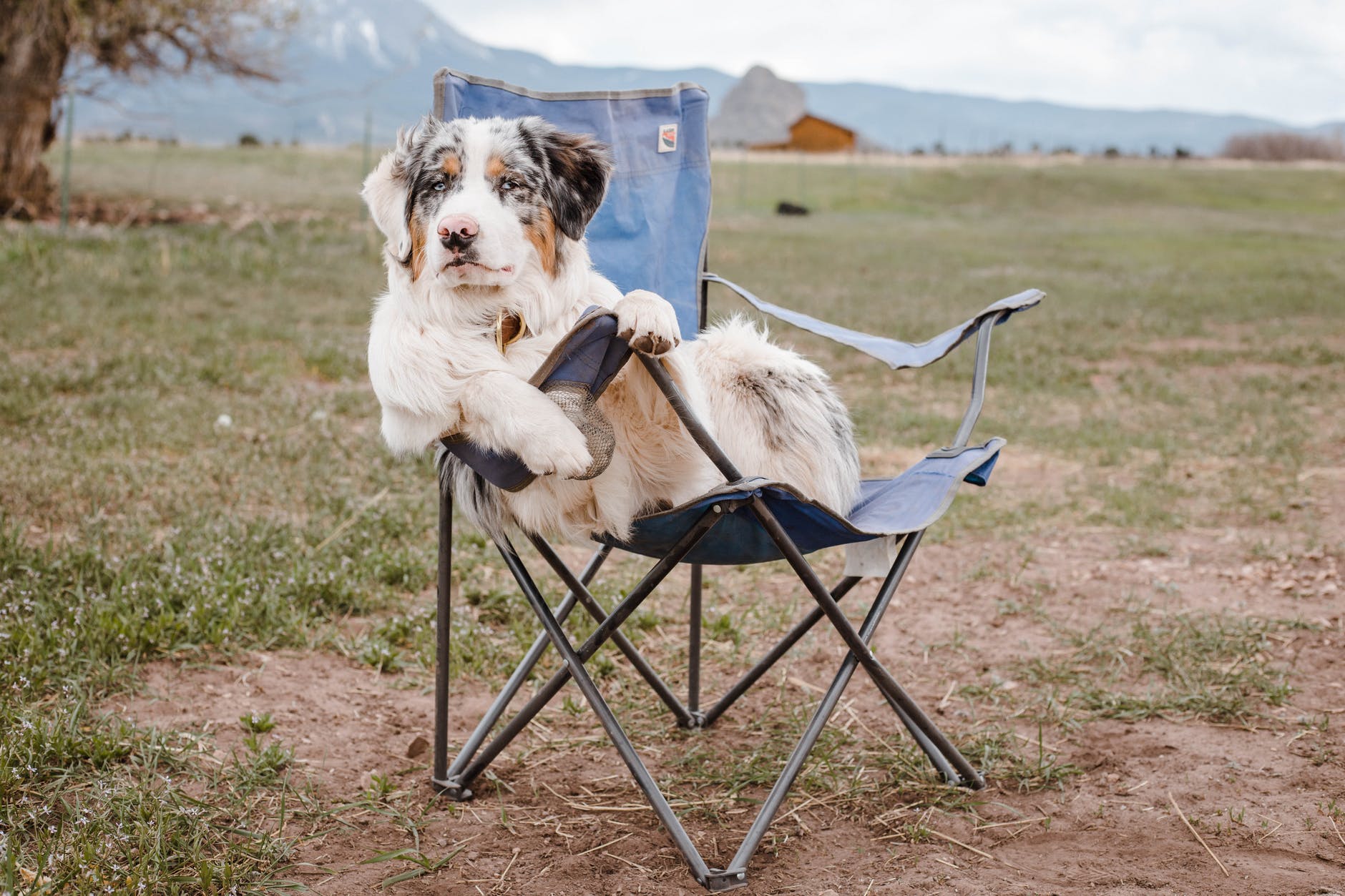 Dog relaxing on camp chair